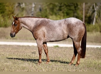 American Quarter Horse, Stute, 2 Jahre, 13,3 hh, Roan-Red