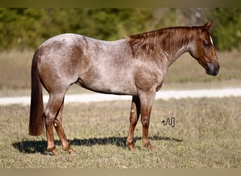 American Quarter Horse, Stute, 2 Jahre, 13,3 hh, Roan-Red