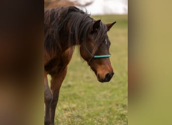 American Quarter Horse, Mare, 2 years, 13,2 hh, Brown