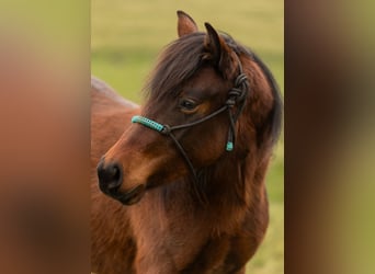 American Quarter Horse, Mare, 2 years, 13,2 hh, Brown