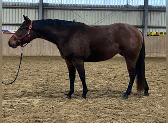 American Quarter Horse, Mare, 2 years, 13,2 hh, Brown