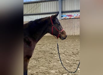American Quarter Horse, Mare, 2 years, 13,2 hh, Brown