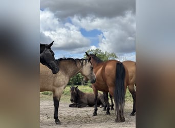 American Quarter Horse, Mare, 2 years, 13,2 hh