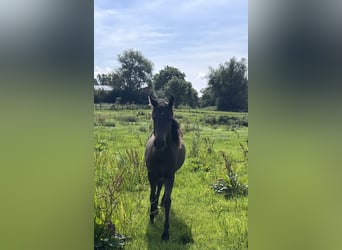 American Quarter Horse, Mare, 2 years, 13,2 hh