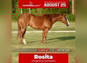 American Quarter Horse, Mare, 2 years, 13,3 hh, Sorrel