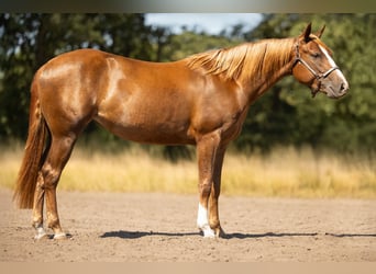American Quarter Horse, Mare, 2 years, 14.1 hh, Bay-Dark