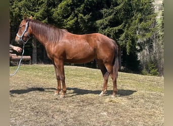 American Quarter Horse, Mare, 2 years, 14.1 hh, Bay-Dark