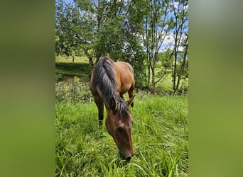 American Quarter Horse, Mare, 2 years, 14.1 hh, Brown