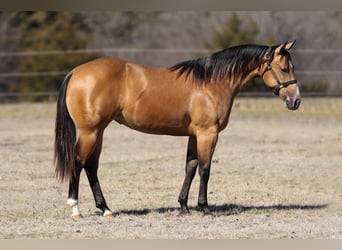 American Quarter Horse, Mare, 2 years, 14.1 hh, Buckskin