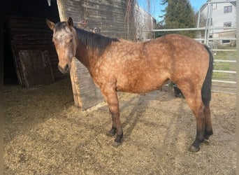 American Quarter Horse, Mare, 2 years, 14.1 hh, Buckskin