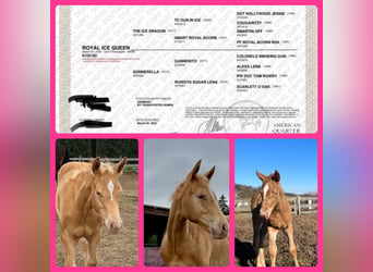 American Quarter Horse, Mare, 2 years, 14.1 hh, Champagne