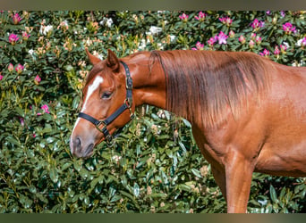 American Quarter Horse, Mare, 2 years, 14.1 hh, Chestnut