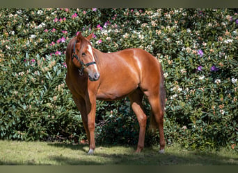 American Quarter Horse, Mare, 2 years, 14.1 hh, Chestnut