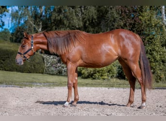 American Quarter Horse, Mare, 2 years, 14.1 hh, Chestnut