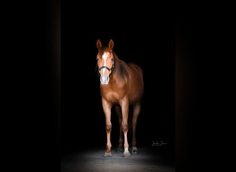 American Quarter Horse, Mare, 2 years, 14.1 hh, Chestnut