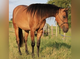 American Quarter Horse, Mare, 2 years, 14.1 hh, Dun