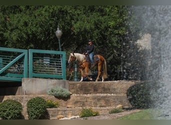 American Quarter Horse, Mare, 2 years, 14.1 hh, Palomino