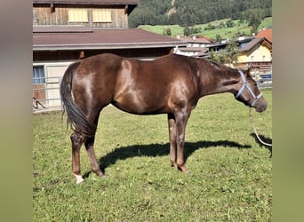 American Quarter Horse, Mare, 2 years, 14.2 hh, Bay-Dark