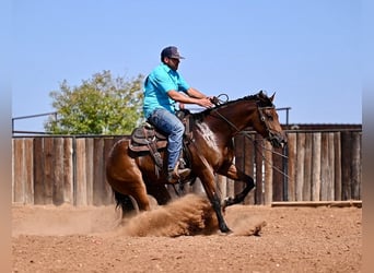 American Quarter Horse, Stute, 2 Jahre, 14,2 hh, Rotbrauner