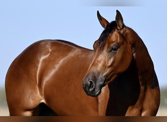 American Quarter Horse, Stute, 2 Jahre, 14,2 hh, Rotbrauner