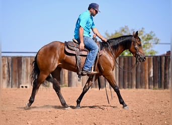 American Quarter Horse, Stute, 2 Jahre, 14,2 hh, Rotbrauner