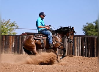 American Quarter Horse, Stute, 2 Jahre, 14,2 hh, Rotbrauner