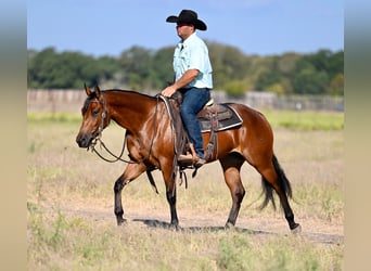 American Quarter Horse, Stute, 2 Jahre, 14,2 hh, Rotbrauner