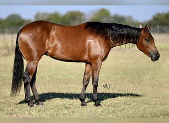 American Quarter Horse, Stute, 2 Jahre, 14,2 hh, Rotbrauner