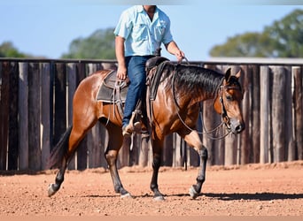 American Quarter Horse, Stute, 2 Jahre, 14,2 hh, Rotbrauner