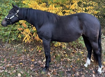 American Quarter Horse, Mare, 2 years, 14.2 hh, Brown