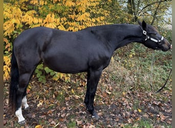 American Quarter Horse, Mare, 2 years, 14.2 hh, Brown