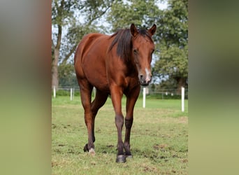 American Quarter Horse, Mare, 2 years, 14.2 hh, Brown