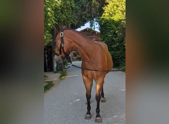 American Quarter Horse, Mare, 2 years, 14.2 hh, Brown