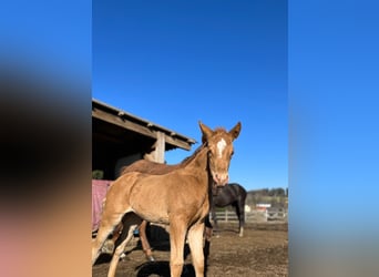 American Quarter Horse, Mare, 2 years, 14.2 hh, Champagne