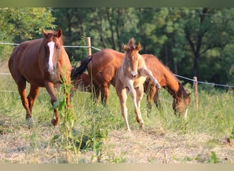 American Quarter Horse Mix, Mare, 2 years, 14,2 hh, Champagne