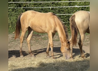 American Quarter Horse Mix, Mare, 2 years, 14,2 hh, Champagne