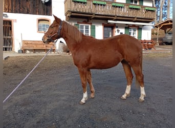 American Quarter Horse, Mare, 2 years, 14,2 hh, Chestnut-Red