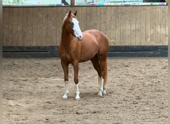 American Quarter Horse, Mare, 2 years, 14.2 hh, Chestnut-Red