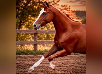 American Quarter Horse, Mare, 2 years, 14.2 hh, Chestnut-Red