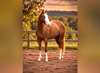 American Quarter Horse, Mare, 2 years, 14.2 hh, Chestnut-Red