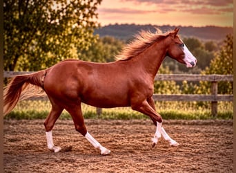 American Quarter Horse, Mare, 2 years, 14.2 hh, Chestnut-Red
