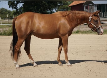 American Quarter Horse, Mare, 2 years, 14.2 hh, Chestnut-Red