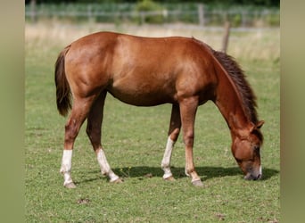 American Quarter Horse, Mare, 2 years, 14.2 hh, Chestnut-Red