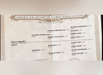 American Quarter Horse, Mare, 2 years, 14.2 hh, Chestnut-Red