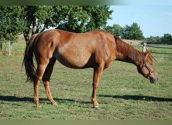 American Quarter Horse, Mare, 2 years, 14.2 hh, Chestnut-Red