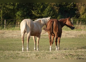 American Quarter Horse, Mare, 2 years, 14.2 hh, Chestnut-Red