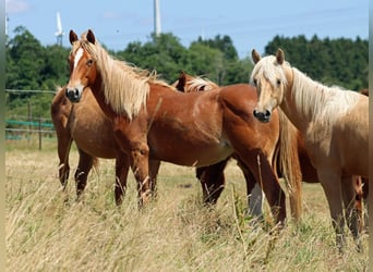 American Quarter Horse, Mare, 2 years, 14.2 hh, Chestnut-Red