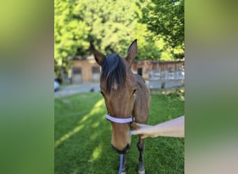 American Quarter Horse, Mare, 2 years, 14.2 hh, Chestnut-Red