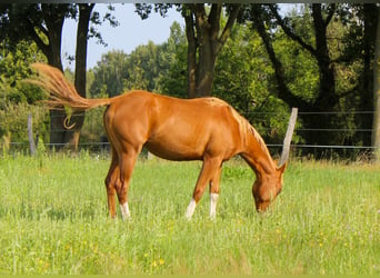 American Quarter Horse, Mare, 2 years, 14.2 hh, Chestnut-Red