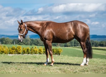 American Quarter Horse, Mare, 2 years, 14.2 hh, Chestnut